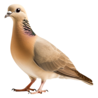 Beautiful bird with soft colors and unique markings on the neck png