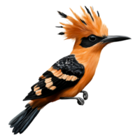 Vibrant Orange Bird with Unique Crest and Striking Patterns png