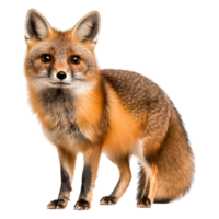 Realistic Portrait of a Fox in Natural Environment with Soft Fur png