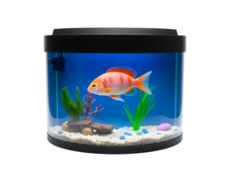Fish in aquarium isolated on a transparent background png