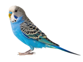 vibrant blue budgerigar with striking patterns and cheerful expression png
