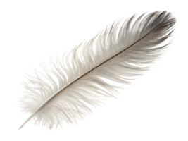 delicate feather with intricate details and soft textures, showcasing blend of white and gray tones png