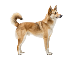 standing dog with bushy tail and alert posture, showcasing its fur and features png