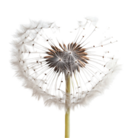 Dandelion Flower with Partially Blown Seeds png