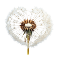 Dandelion Seeds Blowing in the Wind png