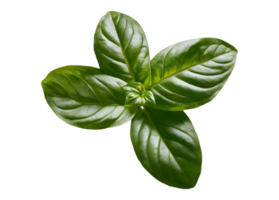 basil leaf on transparent background png