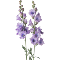 Graceful Delphinium Flower Illustration Isolated on White Background png