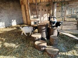 Goats playing on logs in a sunny outdoor wooden enclosure photo