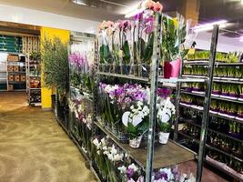 Various flowers in a brightly lit plant store showcasing colorful orchids and greenery photo
