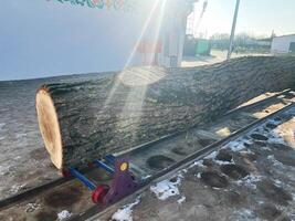 Large tree trunk on mechanical rollers illuminated by sunlight outside building photo