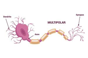 Neuron network and Type of Neurons An Informative Visual Guide for Everyone vector