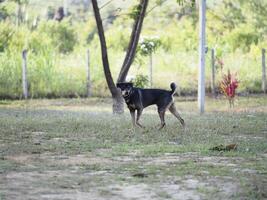 playful dog stands in grassy field, surrounded by trees and greenery photo