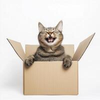 Joyful tabby cat cardboard box cat tabby box cardboard pet animal feline mammal happy playful cute indoor studio white background animal photo