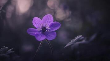 delicate purple flower blooms in forest, surrounded by soft shadows and gentle light, creating serene atmosphere photo
