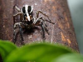 closeup of a small jumping spider on tree photo