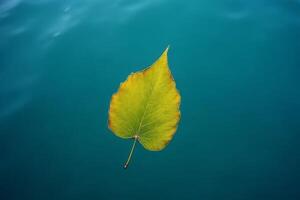 Single Autumn Leaf Floating on Teal Water Nature Photography photo