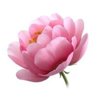 Delicate Pink Peony Blossom Close up Floral Photography Isolated on White Background photo