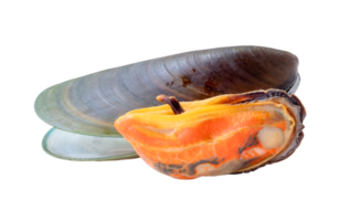 Two green mussels with meat isolated with clipping path in file format png