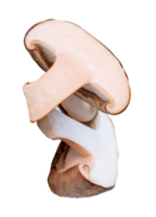 Shiitake mushroom in halves isolated with clipping path in file format png