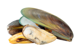 Four cooked or steamed green mussels with green mussels meat in stack isolated with clipping path in file format png