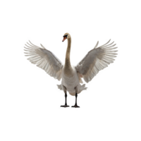 Graceful swan opens wings side view png