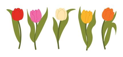 Set of isolated multicolored tulips for your floral designs.Spring flower. Design elements for postcards and greetings, card for your loved ones vector