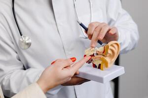 A young aAA young attractive otolaryngologist doctor shows a mock-up of an ear and tells a patient about the structure of the ear, close-up. photo
