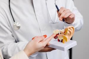 Young attractive otolaryngologist doctor shows a mock-up of an ear and tells a patient about the structure of the ear, close-up photo