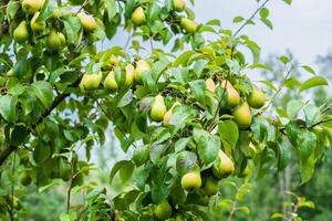 A branch of a pear tree in a summer garden with raindrops after a fresh shower. photo