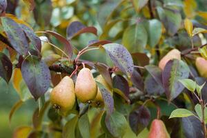 A branch of a pear tree in a summer garden with raindrops after a fresh shower. photo