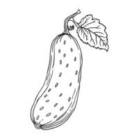a drawing of a cucumber with leaves vector