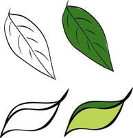 Lemon green leaf graphic line ink illustration set. set of elements isolated on transparent background vector