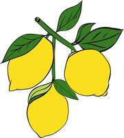 lemon branch hand drawn graphic line ink style Retro illustration of tropical citrus fruit. Best for menu and package designs. vector