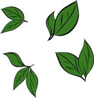 Green leaves set. graphic line Ink drawn herbal illustration in sketch style for print, card, wrapping, textile and other vintage design. vector