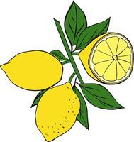Lemons on a branch with leaves graphic line ink composition. Isolated element on a white background. vector