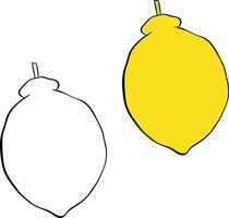 Whole lemon graphic line ink illustration. isolated on transparent background yellow citrus vector
