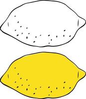 Fresh lemon graphic line ink illustration. isolated on transparent background yellow citrus vector