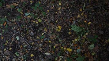 A close up of a forest floor with leaves and dirt photo