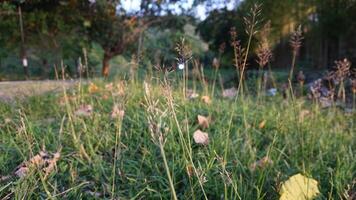 Grass in the park photo