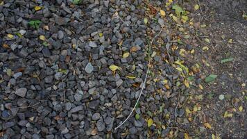 A pile of rocks and leaves on the ground photo