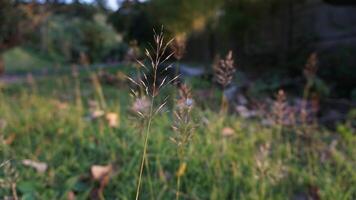 Grass in the grass photo