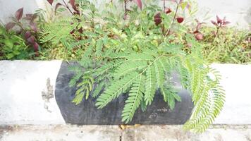 A plant growing in a planter on the sidewalk photo
