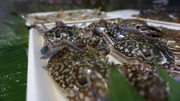 A bunch of crabs on a tray photo