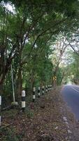 A road lined with trees and a stop sign photo