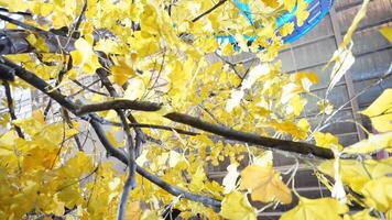 A yellow tree with leaves and a blue sky photo