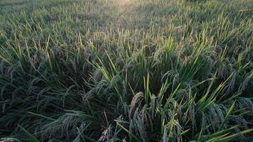 The sun is shining through the green grass in a rice field photo