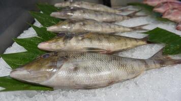 A group of fish on ice with a leaf photo