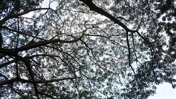 A view of the sky through the branches of a tree photo