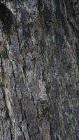 A close up of a tree with a bird on it photo