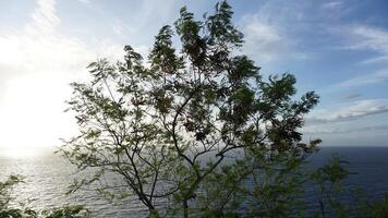 A tree with leaves and flowers on the side of a cliff overlooking the ocean photo